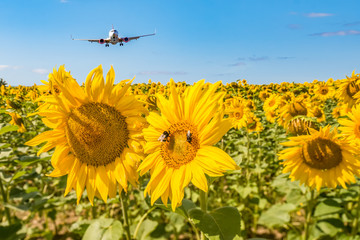 ein Passagierflugzeug fliegt über ein Sonnenblumenfeld bei Sonnenschein