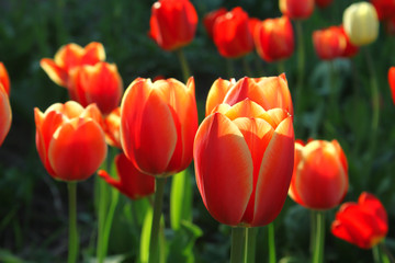 Fototapeta premium Beautiful bright tulips