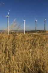 wind turbines in eolic park