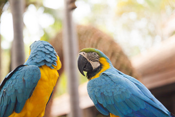 Beautiful color parrot