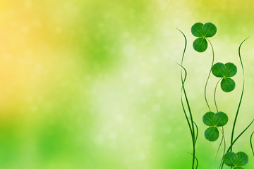Green clover leaves on a background summer landscape