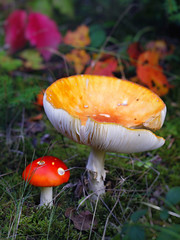 colorful mushrooms in the forest