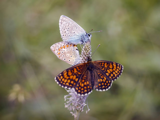 meeting of three butterflies on flowers