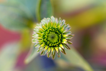 Echinacea purpurea blooming in the garden