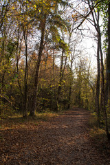 Fototapeta premium Forêt