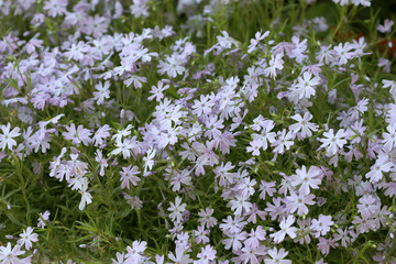 Fleurs couvre sol - Coussin d'argent