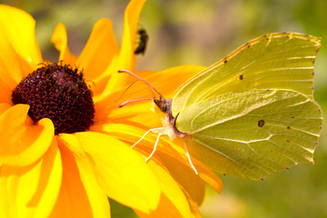 butterfly resting on a flower