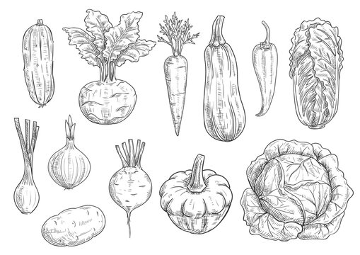 Vegetables sketch vector isolated icons