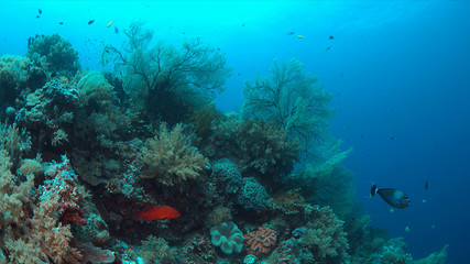 Colorful coral reef with big sea fans and plenty fish.