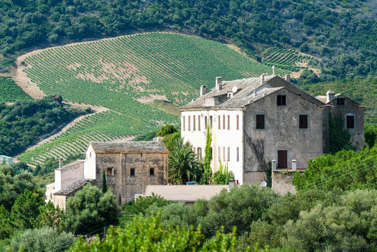 Winery farm at Patrimonio on Corsica island