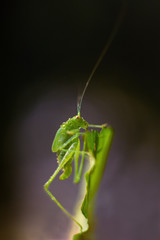 grasshopper resting in the grass