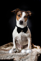 Festlicher Jack Russel Terrier