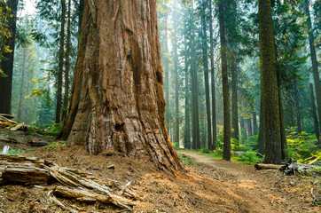 Beautiful forest