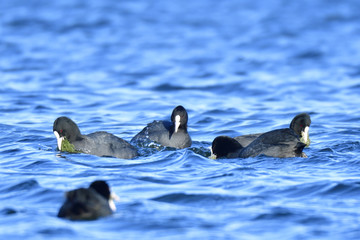 Blässhuhn bei der Futtersuche
