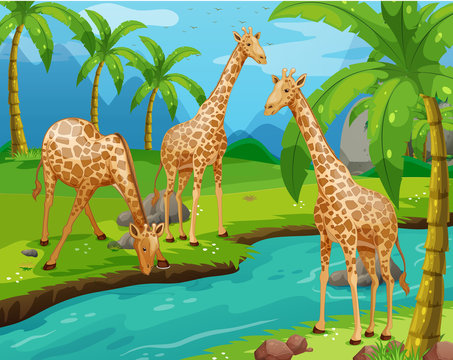 Three giraffes drinking water