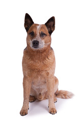 Hund sitzt aufmerksam