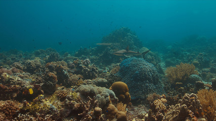 Naklejka na ściany i meble Grey reef shark on a colorful coral reef.