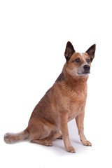 Aufmerksam sitzender Hund