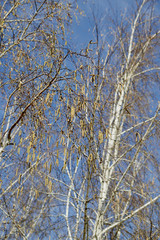 spring catkins and buds of birch branches