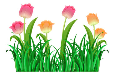 Pink and orange tulip flowers