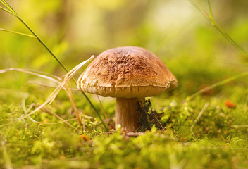 mushroom growing in the forest