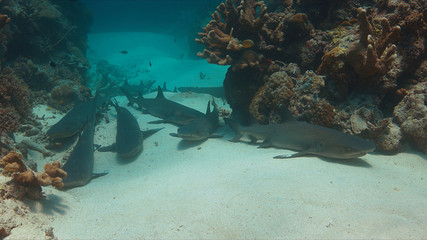 Many whitetip reef sharks lying on sandy bottom.