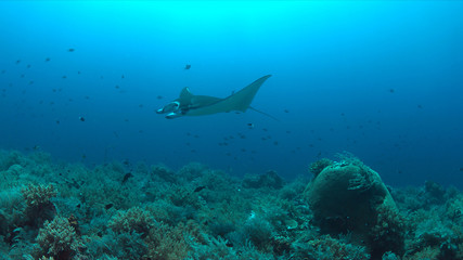 Fototapeta na wymiar Manta ray swims on a coral reef.