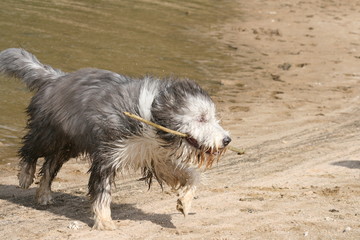 Bearded Collie am Wasser