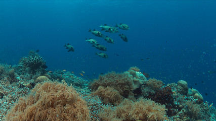 Fototapeta na wymiar Harlequin sweetlips on a colorful coral reef with healthy corals.
