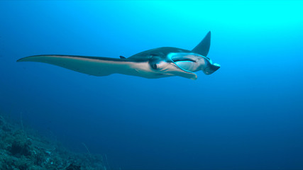 Manta ray swims on a coral reef.