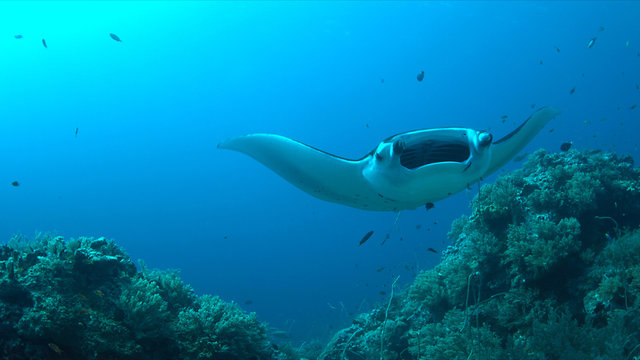 Manta ray swims on a coral reef.