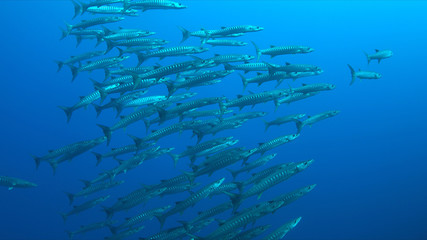 School of Blackfin Barracudas swimming in blue water.