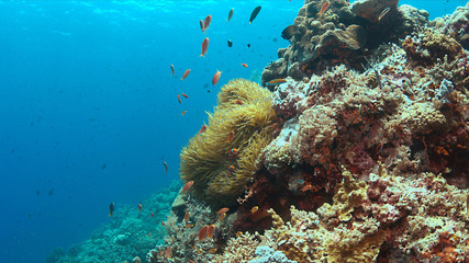 Naklejka na ściany i meble Clownfish in a sea anemone. False Clown Anemonefish