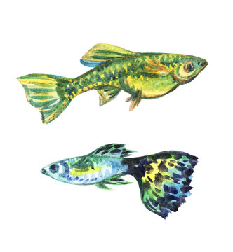 Aquarium fish guppies, watercolor illustration.
