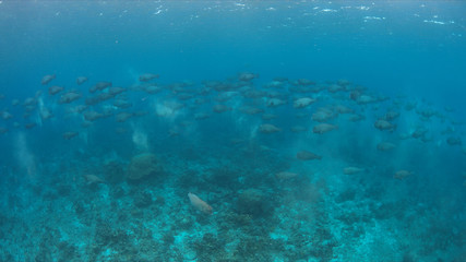 School of Humphead Parrotfishes on a colorful coral reef.
