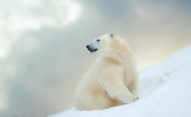 polar bear in winter - 135423544