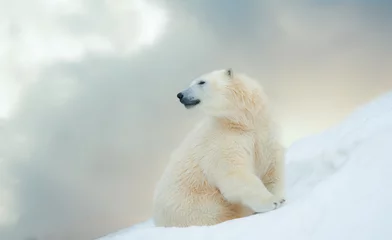 Wandaufkleber Eisbär im Winter © Mari_art