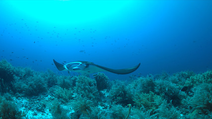 Manta ray swims on a coral reef.