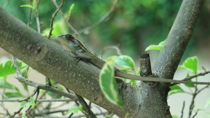 Small Chameleon on the tree.