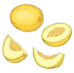 Melon. Vector drawing