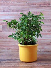 Ficus