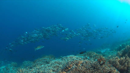 Fototapeta na wymiar School of Black Snapper on Tubbataha Reef in Philippines.
