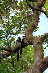Obraz premium Black-and-white ruffed lemur, Madagascar wildlife