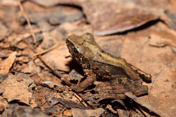 Naklejka premium frog Climbing Mantella, Madagascar wildlife