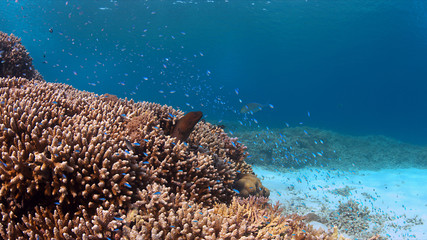 Naklejka na ściany i meble Moray eel on a colorful coral reef with many small fish.