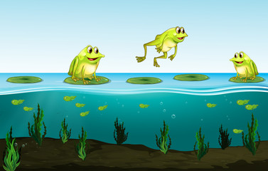 Fototapeta premium Three green frogs on water lily