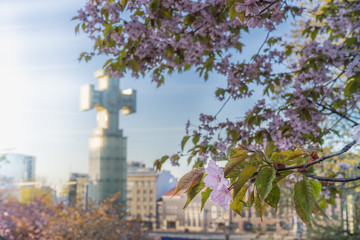 Blossom sakura in springtime Tallinn, Estonia