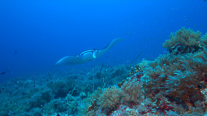 Fototapeta na wymiar Manta ray swims on a coral reef.