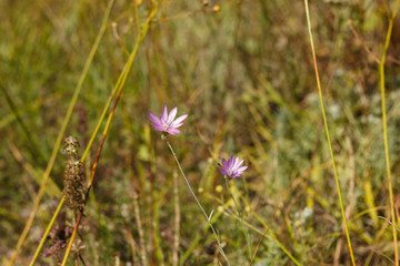 Helichrysum flower violet