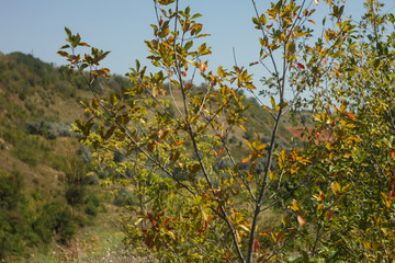 Fototapeta na wymiar Tree with yellowing leaves